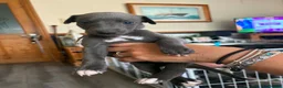 Whippet dogs for sale: Whippet puppies for sale in Grimsby - Advert 7