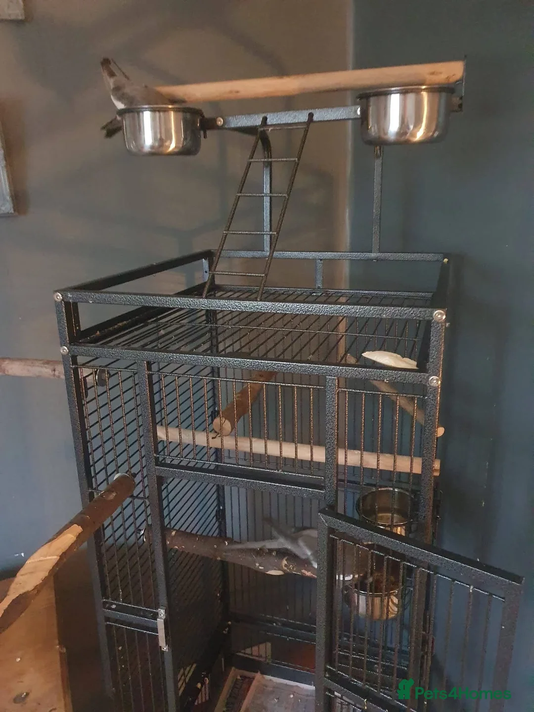 Cockatiels birds for sale: Male and Female cockatiel, both to go together!!! in Bingley - Advert 3