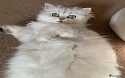 Persian cats for sale: Doll faced Persian kittens - Image 1