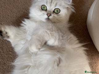 Persian cats for sale - Advert 1