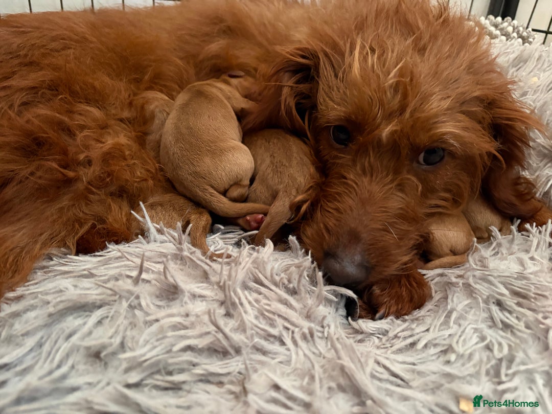 Labradoodle dogs for sale: Fully Health Tested Labradoodles F1B Deep Fox Red  - Advert 8