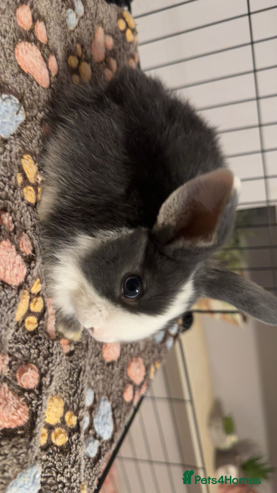 Mixed Breed rabbits for sale: Mini lop/lion lop bunnies in Welshpool - Advert 2
