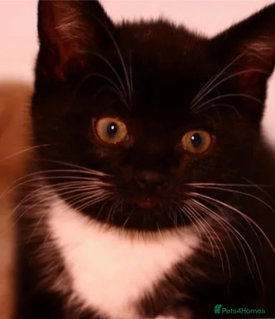 European cats Kitty 🐈‍⬛🥰😻 - Advert 2