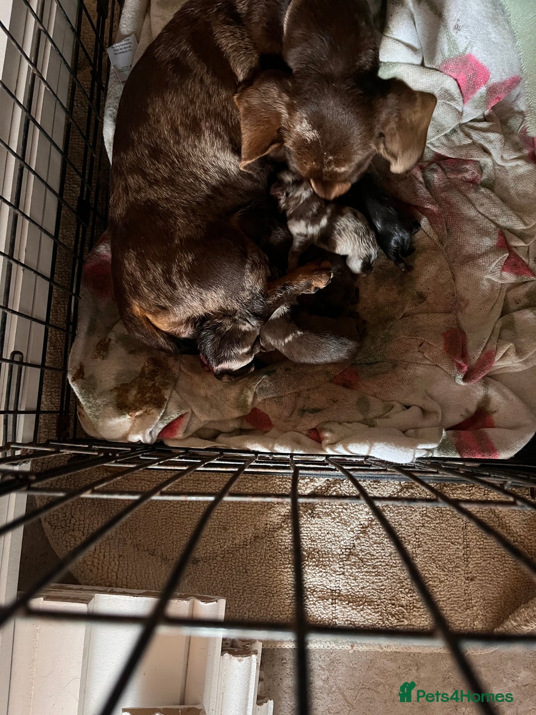 Mixed Breed dogs for sale: Mini Dachshund–Pomchi Pups - Advert 14