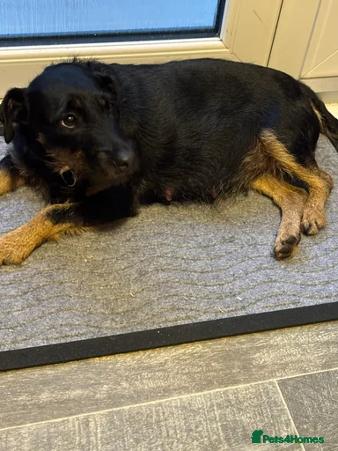 Mixed Breed dogs for sale: Beautiful male pup - Image 2