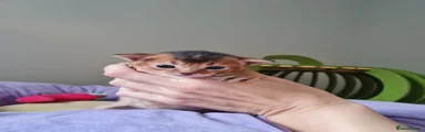 Abyssinian 1