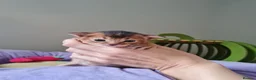 Abyssinian cats for sale: One beautiful Abyssinian boy - Advert 35