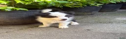Border Collie dogs for sale: 4 Border Collie puppies in Wigan - Advert 10