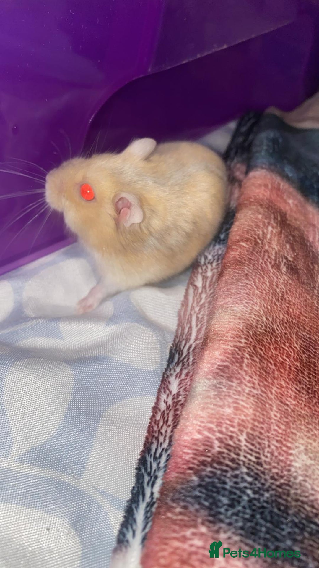 Hamster rodents for sale: Syrian Dwarf Hamster  - Advert 4