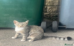 British Shorthair cats for sale: Pluto - female 1.5 years old  - Image 4