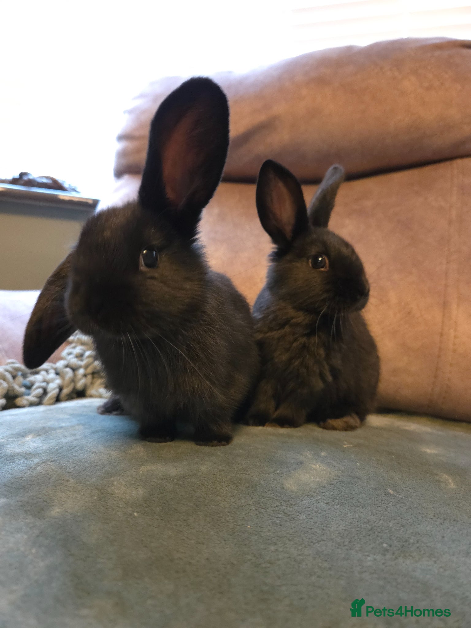 Mini Lop rabbits 2 LEFT 🌟9 week old baby mini lops ☆☆Ready Now - Advert 1