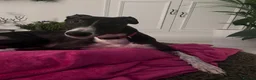 Greyhound dogs for adoption: ***FERN RESCUE* GREYHOUND FOR ADOPTION*** in Glasgow - Advert 1