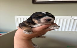 Cockapoo dogs for sale: STUNNING F2 COCKAPOO PUPPIES LOOKING FOR THEIR 🏡 - Image 2