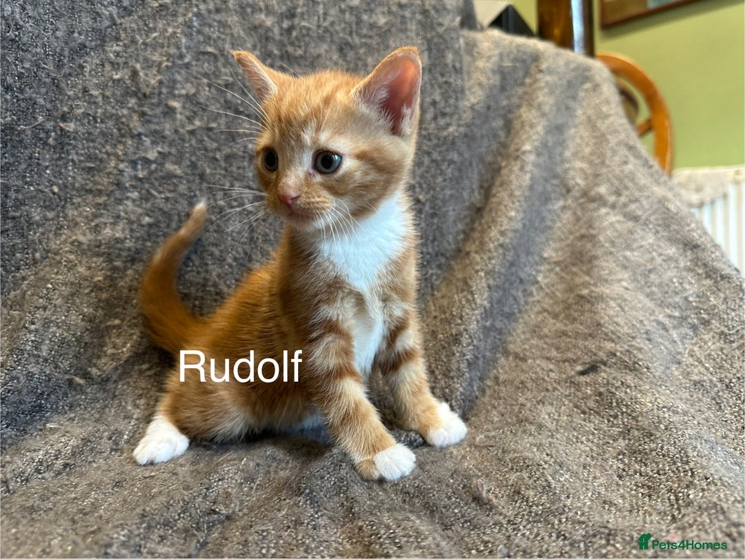 Mixed Breed cats for sale: 4 kittens for sale - Advert 7