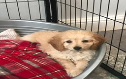 Cockapoo dogs for sale: 🐩🐶STUNNING F1 COCKAPOO PUPPIES🐶🐩 - Image 29