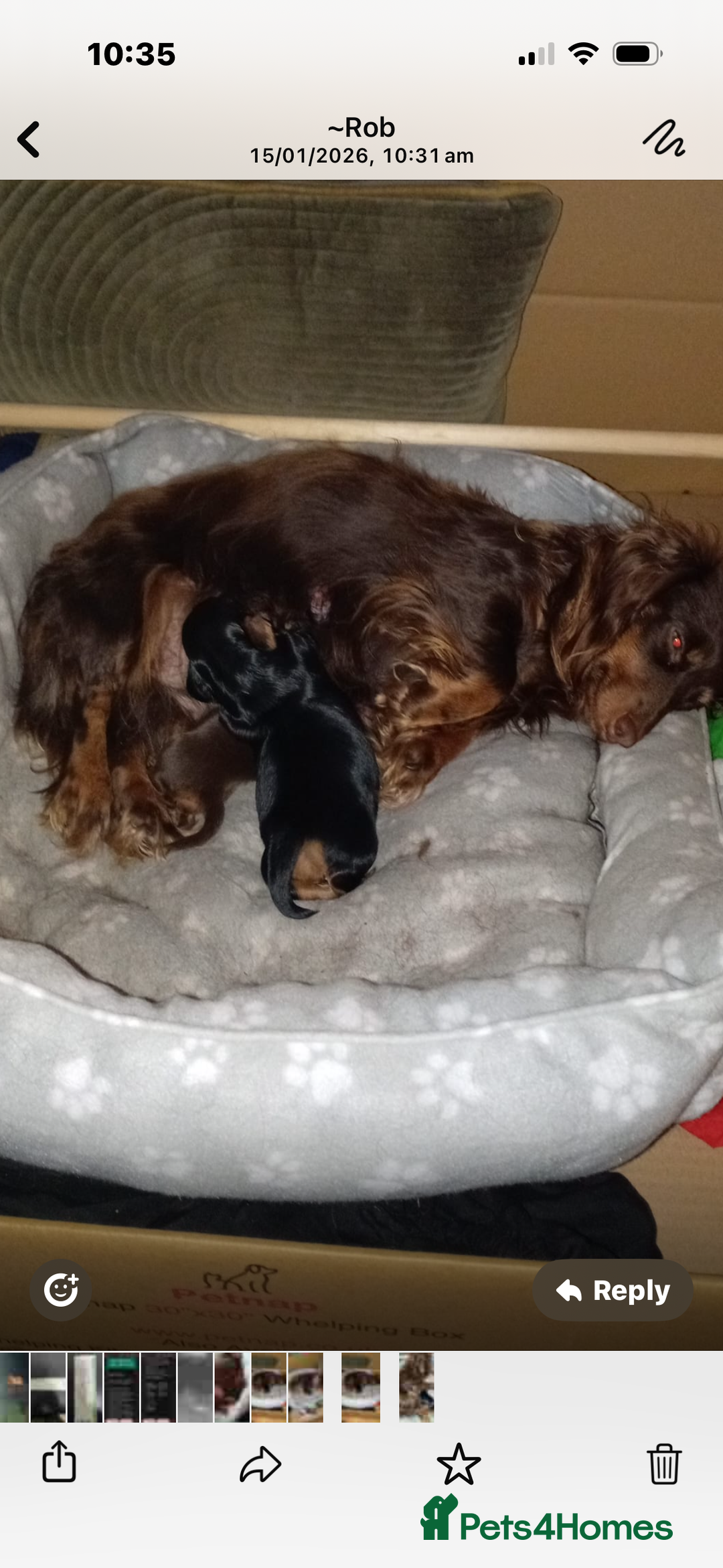 Dachshund dogs for sale: Miniature longhair dachshund puppies kc reg - Advert 4