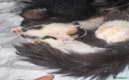 Mixed Breed cats for sale: Kittens - Advert 1