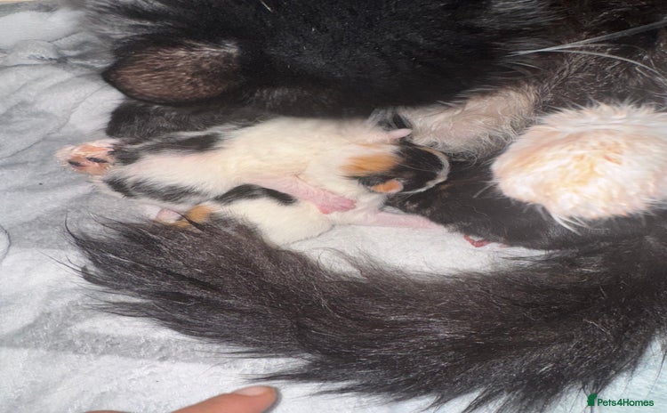 Mixed Breed cats Kittens - Advert 15