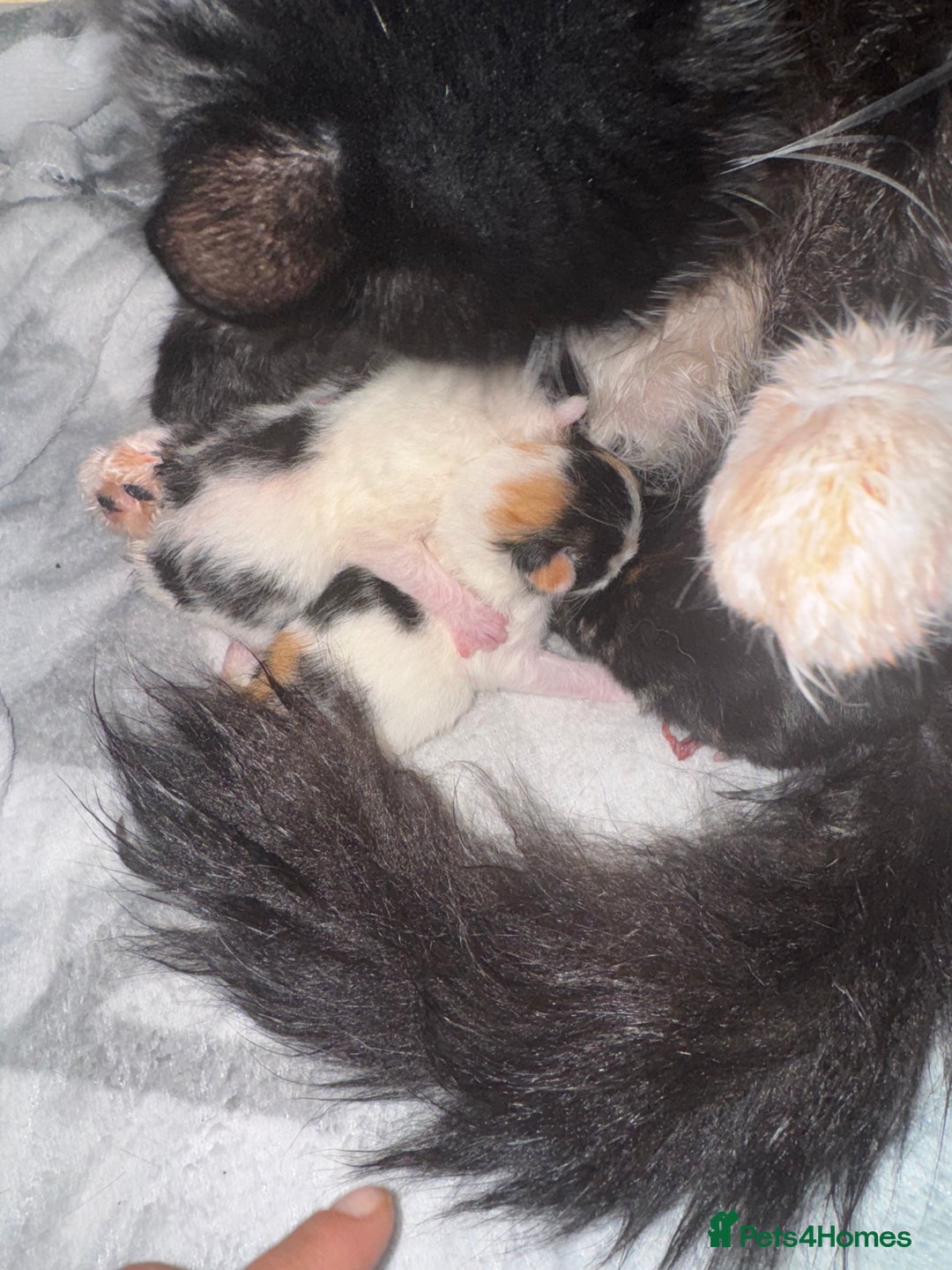 Mixed Breed cats for sale: Kittens - Advert 1