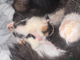 Mixed Breed cats for sale: Kittens - Advert 1