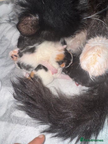 Mixed Breed cats Kittens - Advert 1