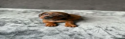 Dachshund dogs for sale: Miniature Dachshund  - Advert 11