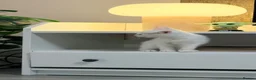 Ragdoll cats for sale: Ragdoll Kitten For Sale in Reading - Advert 4