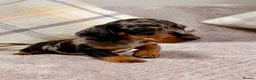 Miniature Dachshund dogs for sale: True to type miniature smooth dachshund puppies - Advert 6