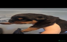 Rottweiler dogs for sale: KC & Fully Health Tested Rottweiler Puppies - Image 9