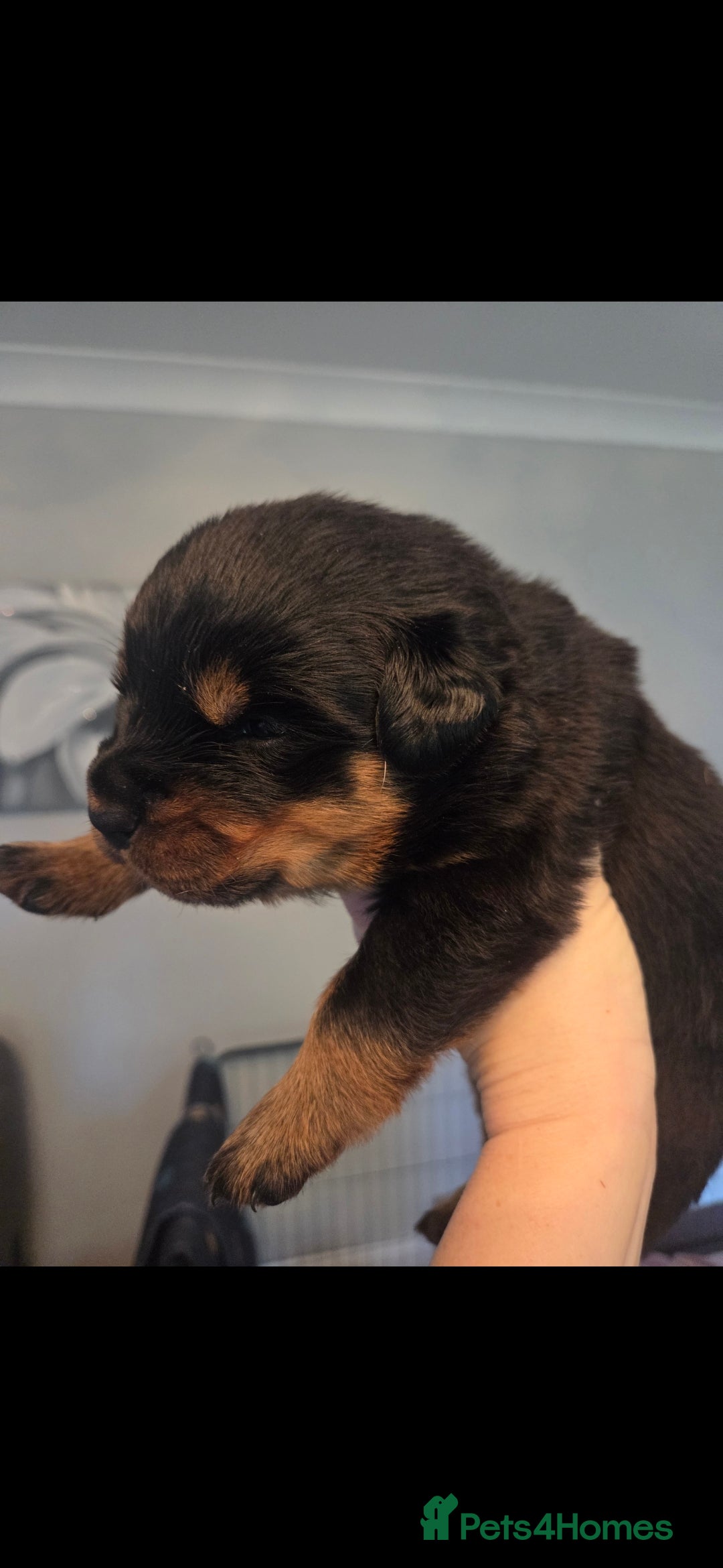 Rottweiler dogs for sale: KC & Fully Health Tested Rottweiler Puppies - Image 9