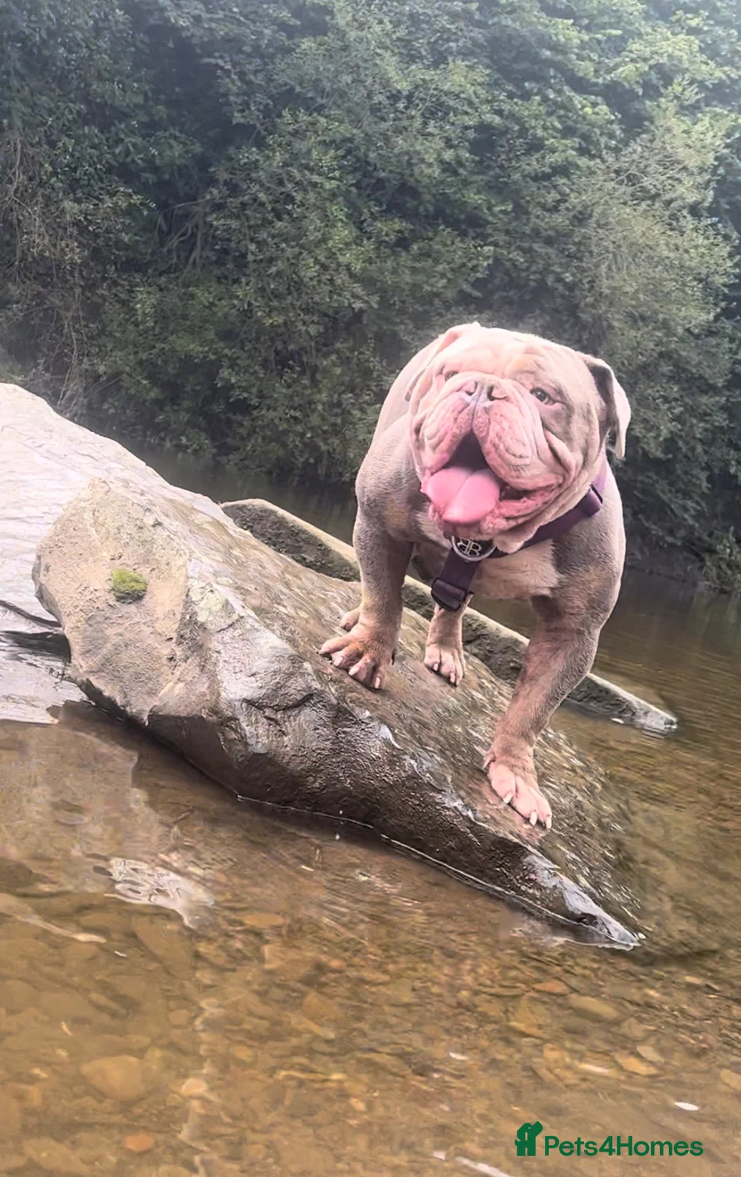 Olde English Bulldogge dogs for stud: Hip and Elbow Scored Bullguards Diego @ MCR Oldies in Bury - Advert 5