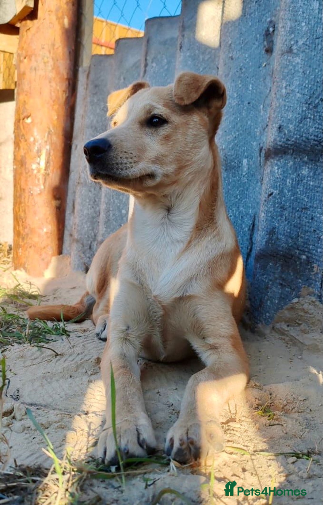 Labrador Retriever dogs for adoption: ZOE – Labrador Retriever (Female) - Advert 3