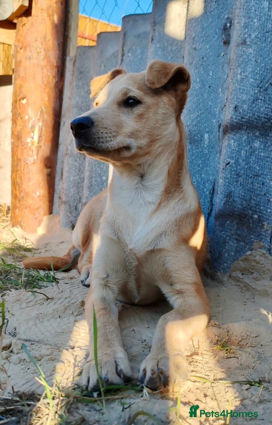 Labrador Retriever dogs for adoption: ZOE – Labrador Retriever (Female) - Advert 3