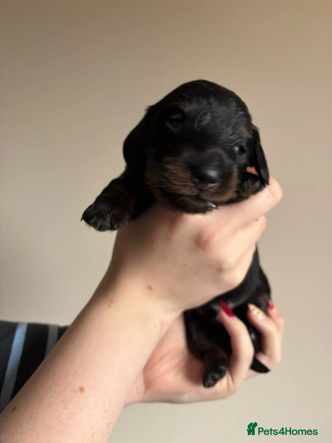 Dachshund dogs for sale: Miniature dachshund puppies  in Kelso - Advert 13