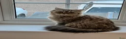 British Longhair cats for sale: British Longhair mum + 5 kittens (available soon) in Stanmore - Advert 6