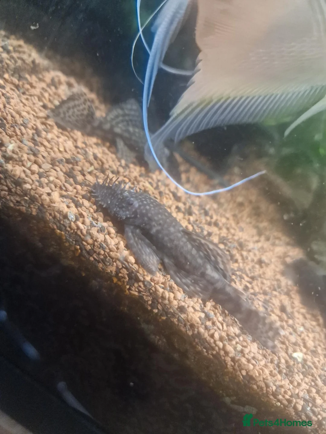 Plecos fish for sale: Juvenile Bristlenose Pleco - Advert 2