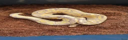 Python Snake reptiles for sale: Royal python morphs for sale in Dudley - Advert 10