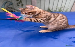 Keetso cats for sale: Rare curled eared rosetted keetso male  - Advert 20