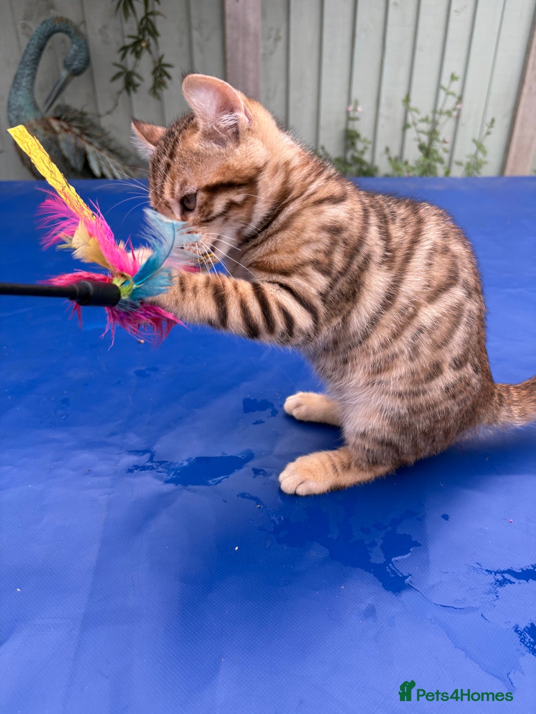 Keetso cats for sale: Rare curled eared rosetted keetso male  - Advert 20