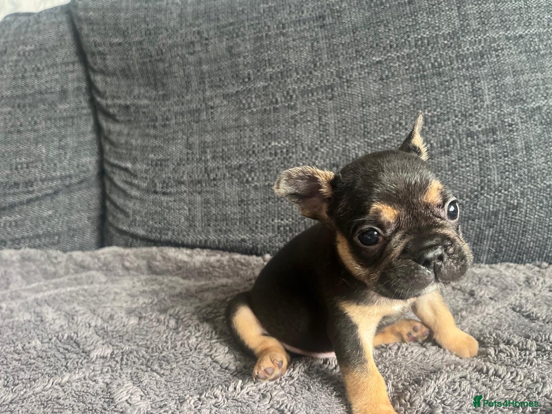 French Bulldog dogs for sale: French bulldog puppies  - Image 7