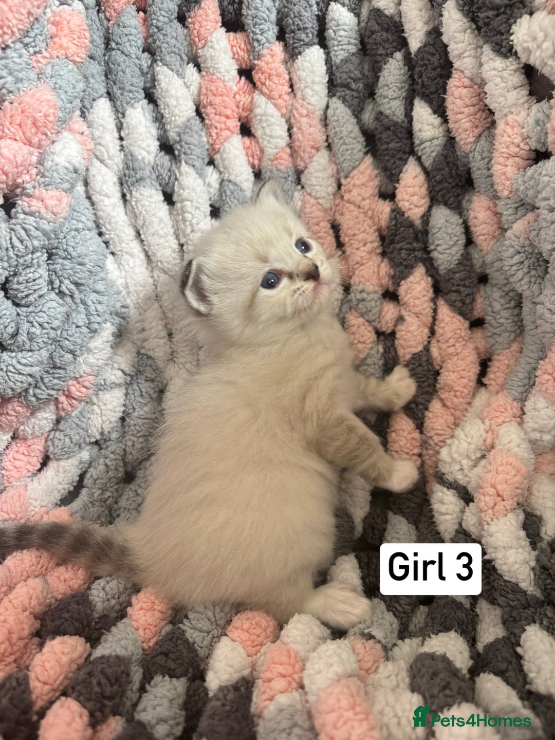 Ragdoll cats for sale: Beautiful ragdoll kittens 🩵 - Image 8