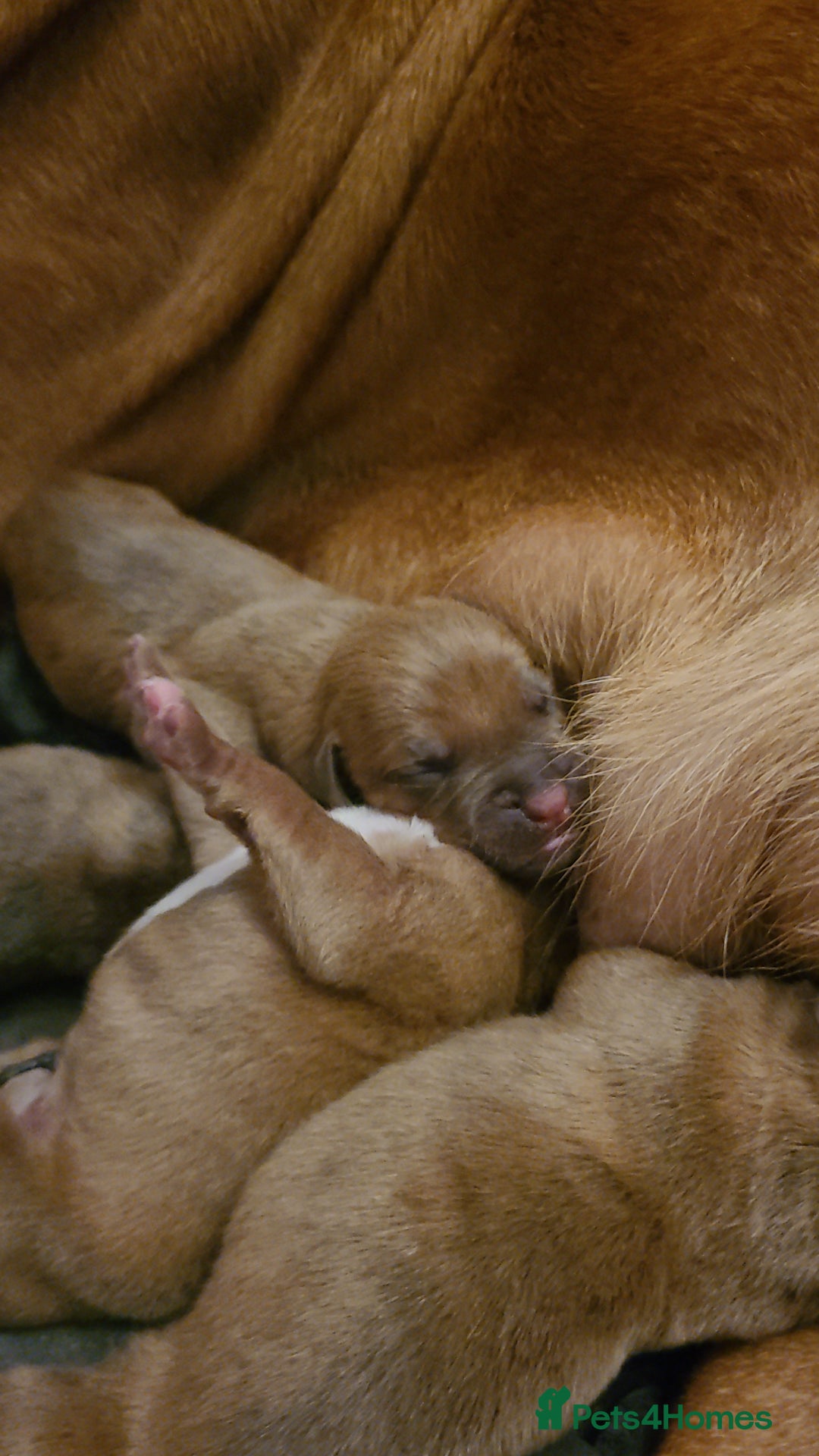 Mixed Breed dogs for sale: Douge de bordeaux x Presa Canerio  - Image 9