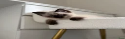 Ragdoll cats for sale: 1 male 1 female ragdoll kitten in Newcastle upon Tyne - Advert 3