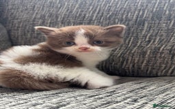 British Shorthair cats for sale: Beautiful British Shorthair Registered Kittens  - Image 1