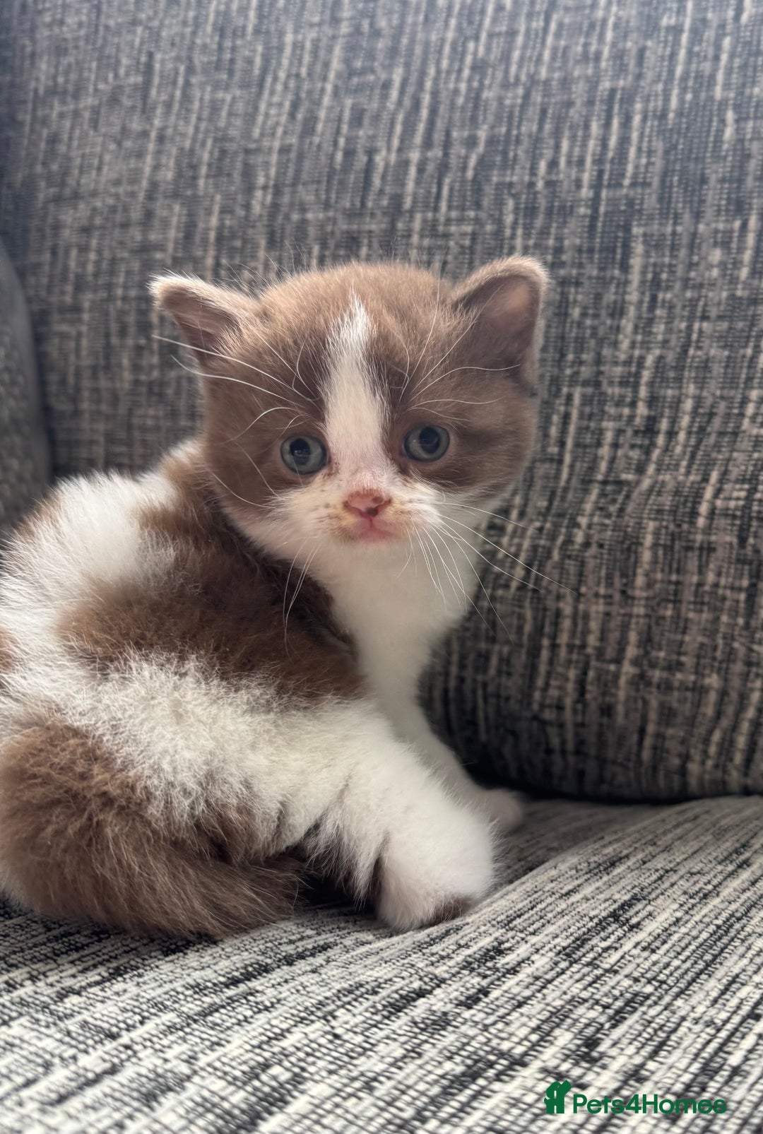 British Shorthair cats for sale: Beautiful British Shorthair Registered Kittens  - Image 1