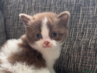 British Shorthair cats - Advert 16