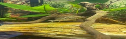 Cichlids fish for sale: Geophagus Brasiliensis, Surinamensis, Altifrons - Advert 9