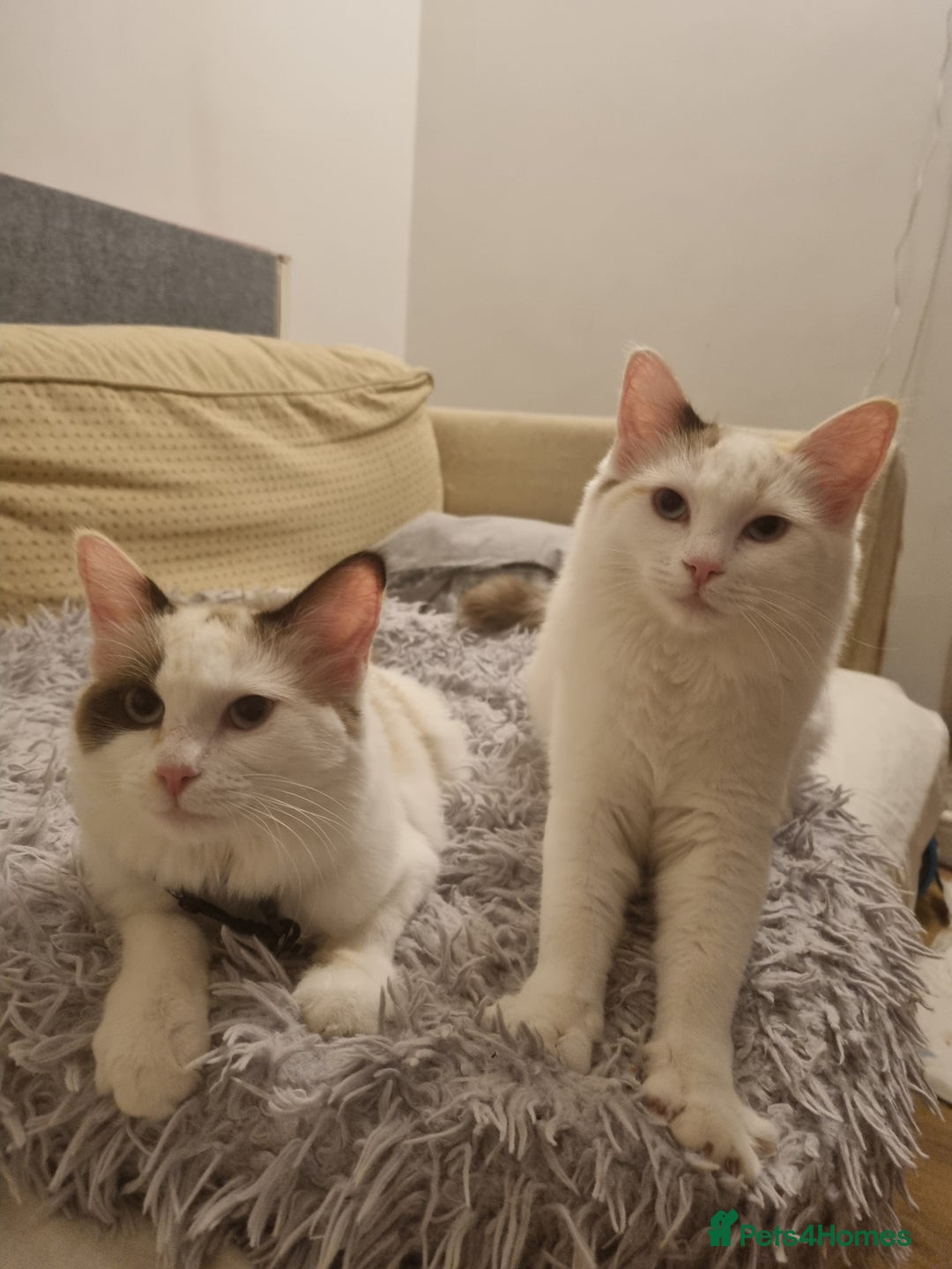 Ragdoll cats for sale: Ragdoll Bicollor girls - Advert 3