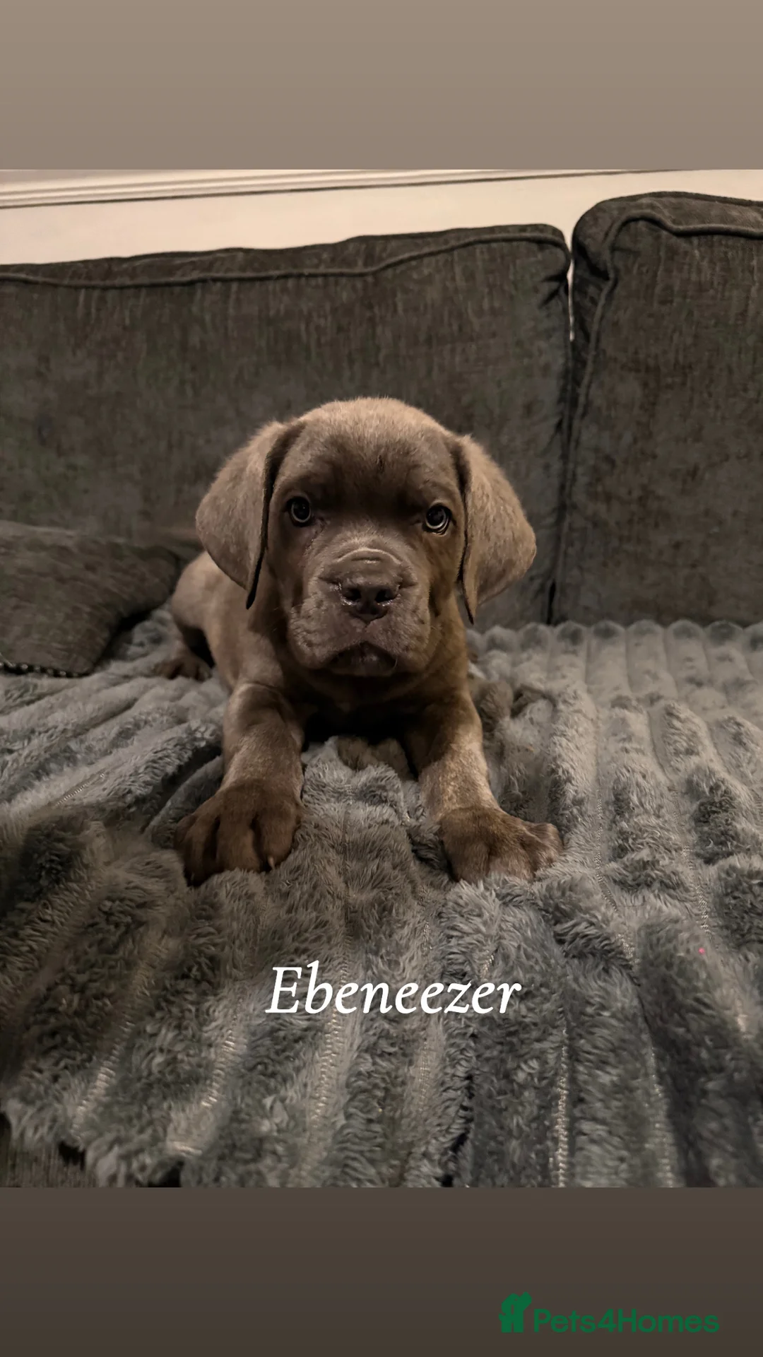 Cane Corso dogs for sale: Blue/lilac cane corsos  - Advert 18