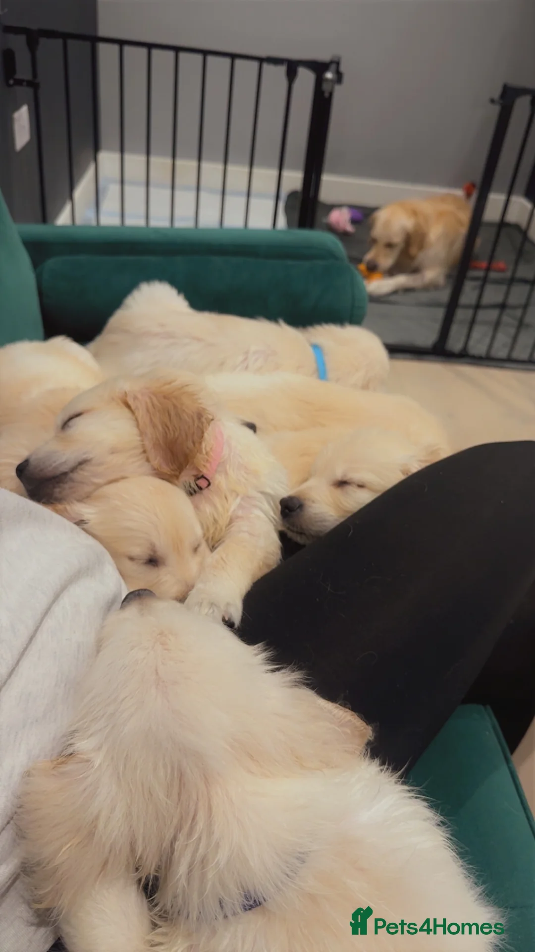 Golden Retriever dogs for sale: KC Champion Line Golden Retriever puppies💗💙 - Advert 31